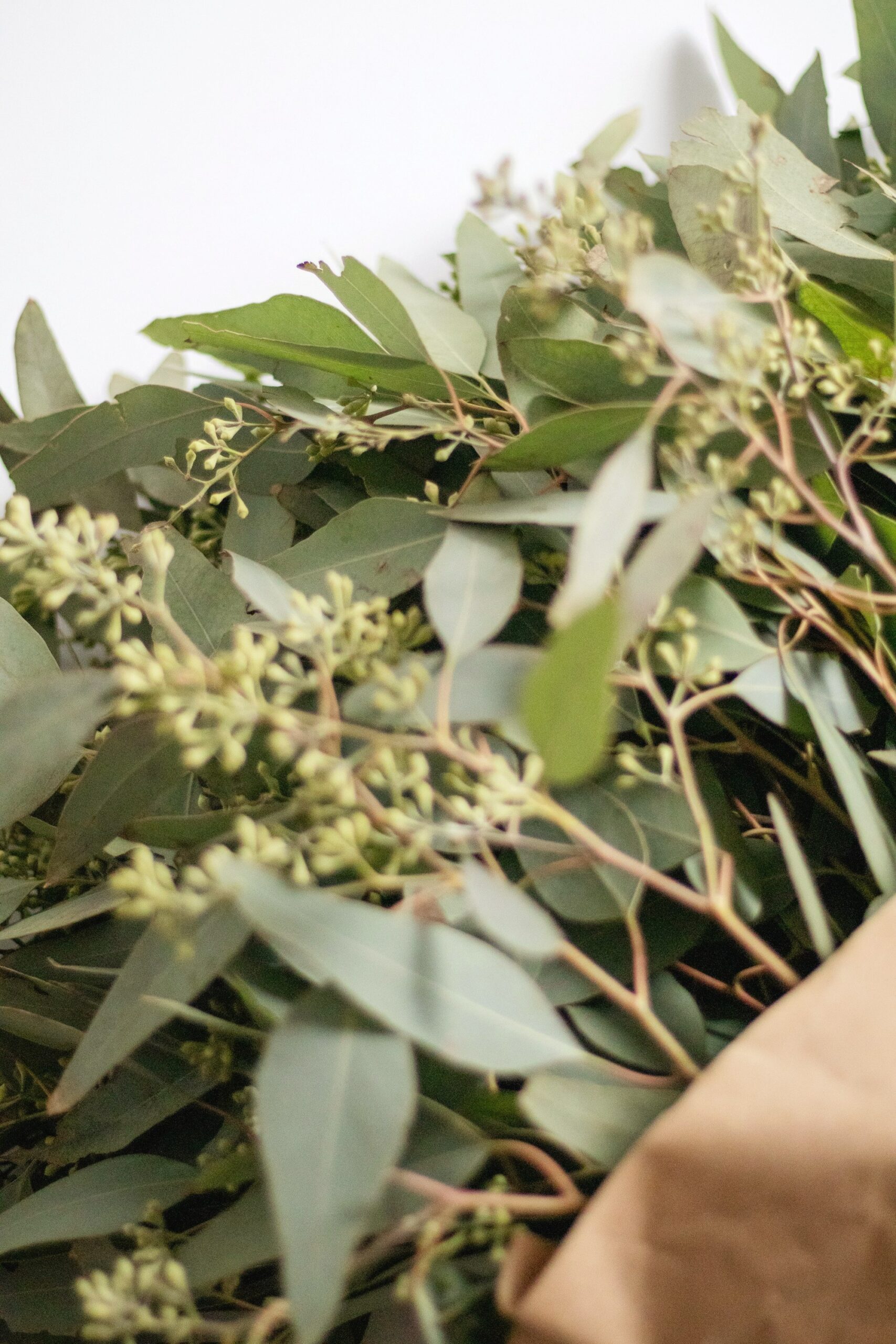 Fresh eucalyptus branches gathered for a garland