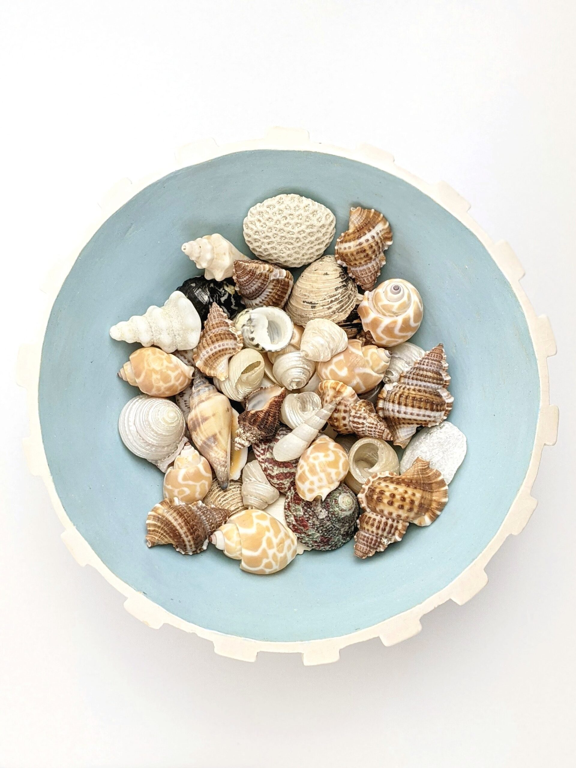 Seashells in a pale blue bowl