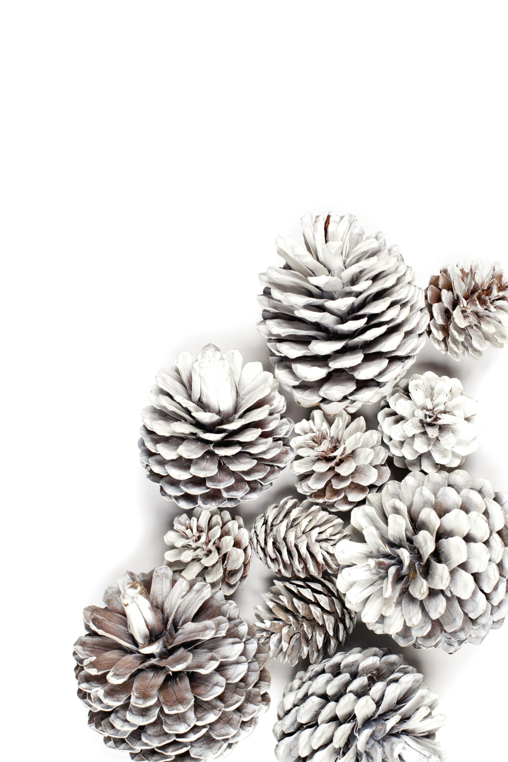 White frosted pinecones