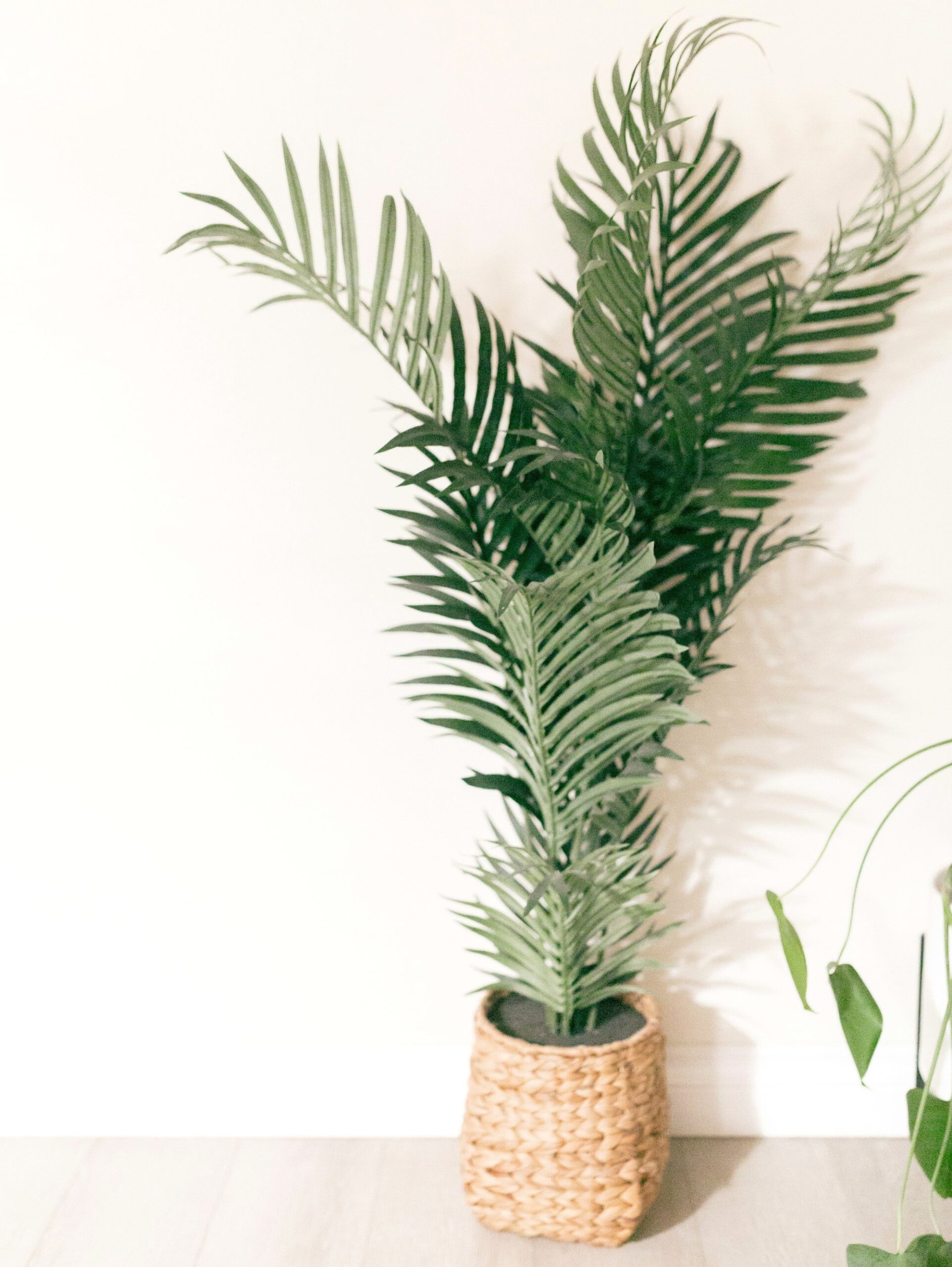 Palm plant in a white pot in a bright room