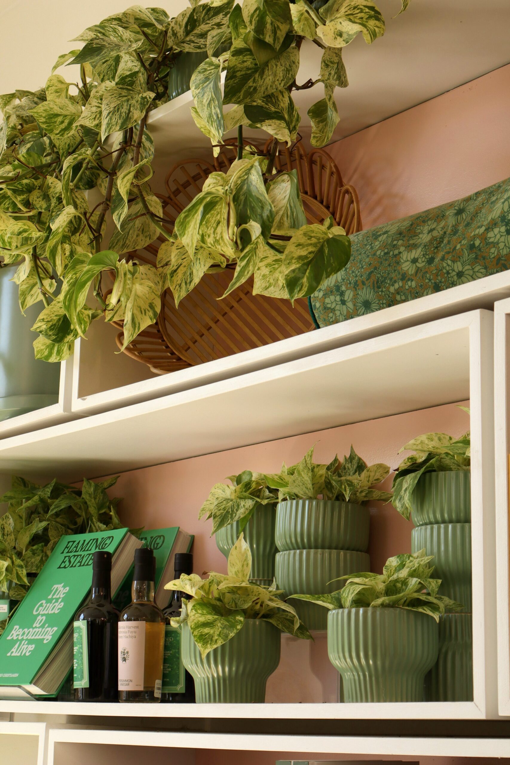 Pothos plants trailing from white open shelves