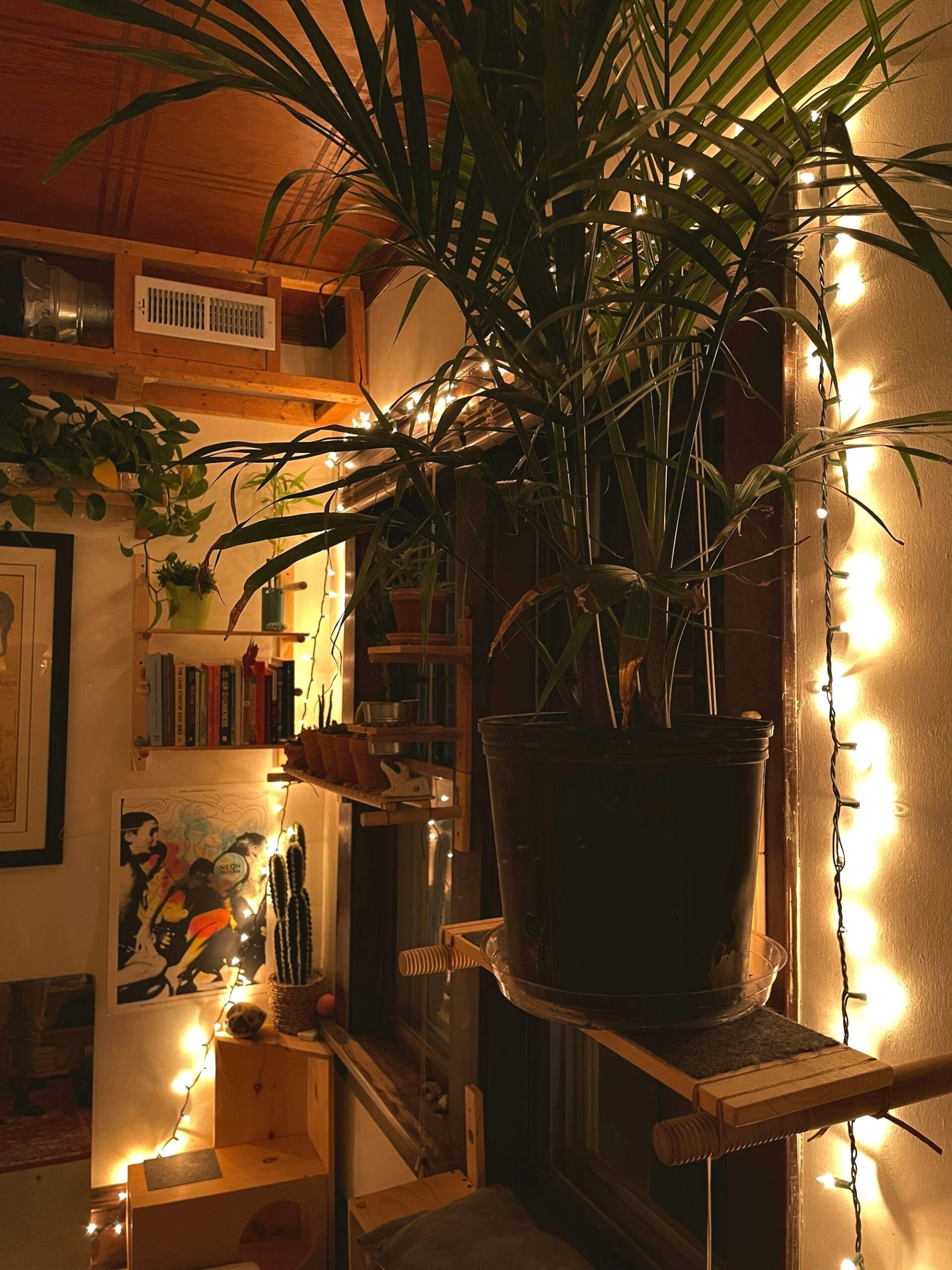Plants on a wooden shelf glowing with warm fairy lights