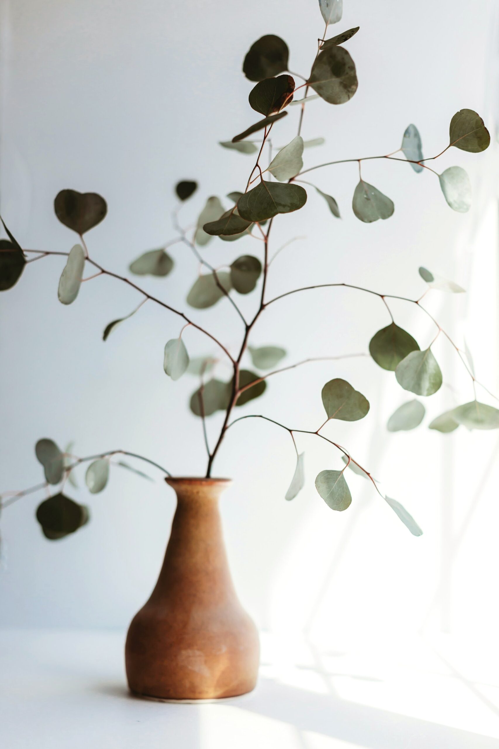 Eucalyptus branches in a terracotta vase