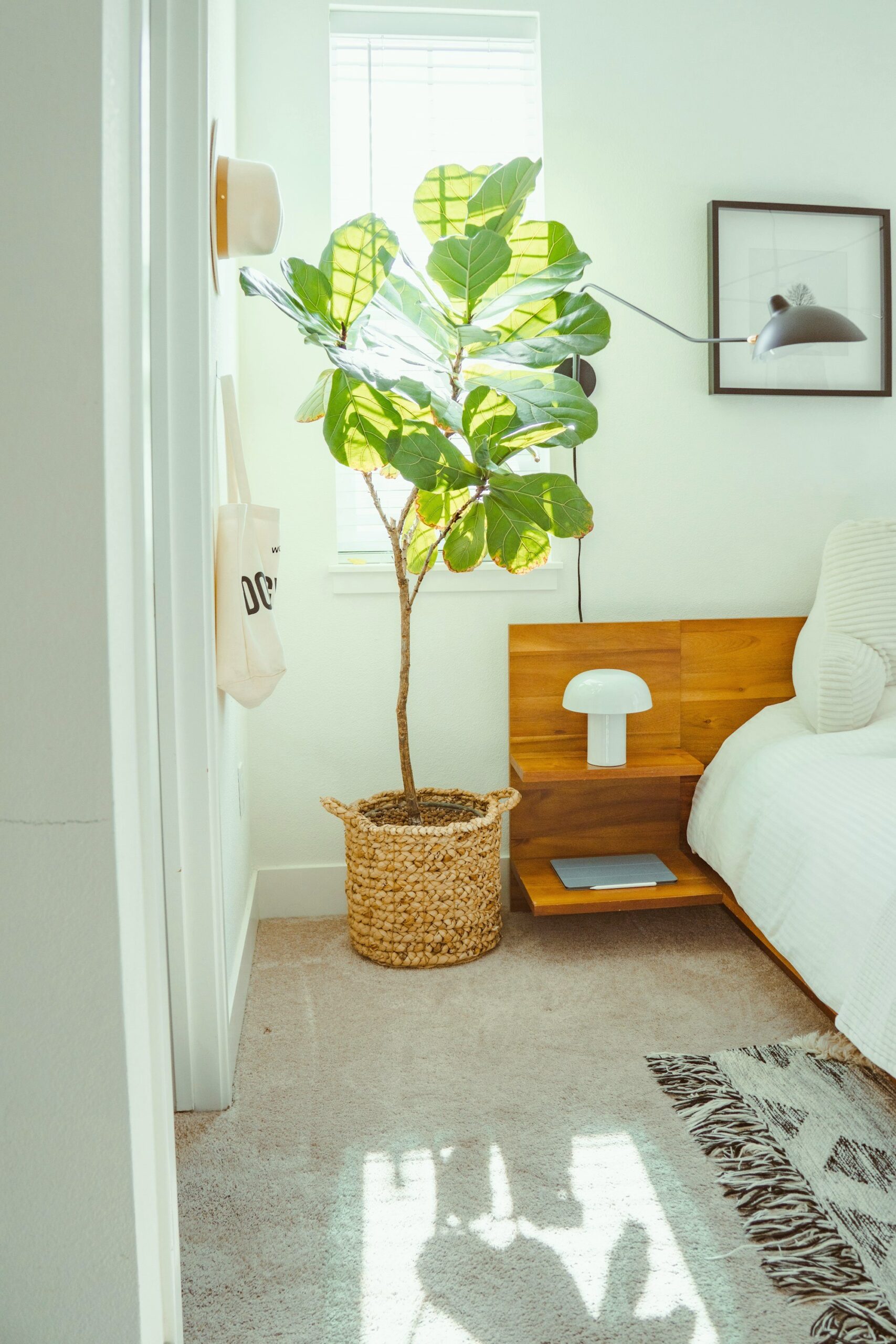Fiddle leaf fig in a woven basket beside a wooden bed