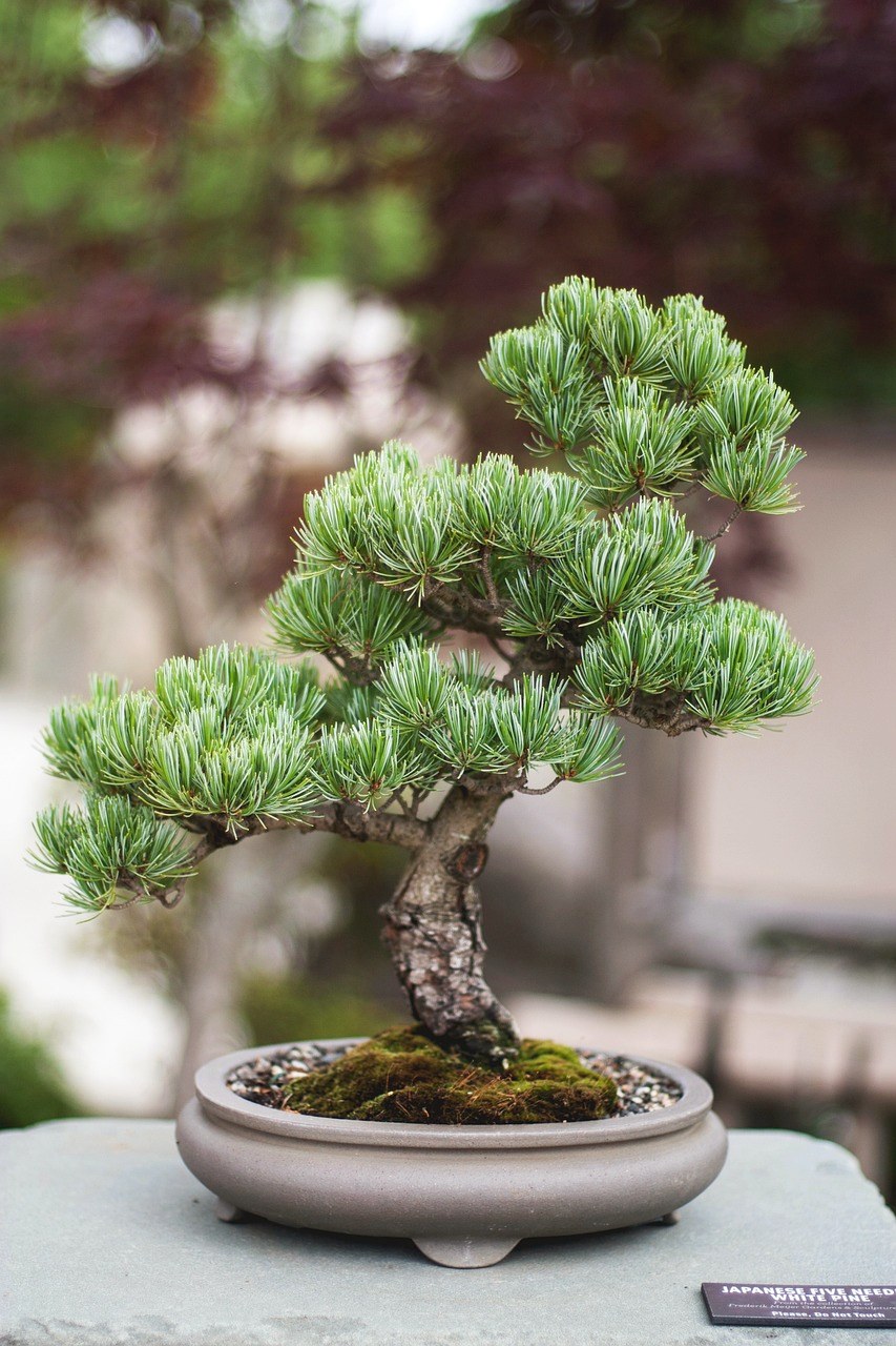 potted plants tray – plant, leaves, nature, bokeh, stem, pot, outdoor, bonsai, concrete, white, pine, label, soil, small, bonsai, bonsai, bonsai, bonsai, bonsai